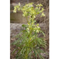 Kategorie <b>Stauden </b> - Helleborus foetidus