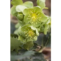 Kategorie <b>Stauden </b> - Helleborus argutifolius