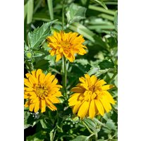 Kategorie <b>Produkt nicht gewünscht </b> - Heliopsis scabra 'Sommersonne', gen.