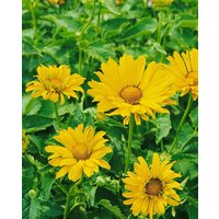 Kategorie <b>Produkt nicht gewünscht </b> - Heliopsis scabra 'Mars'
