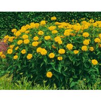 Kategorie <b>Produkt nicht gewünscht </b> - Heliopsis scabra 'Goldgrünherz'