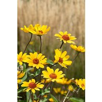 Kategorie <b>Produkt nicht gewünscht </b> - Heliopsis helianth.'Summer Nights', gen.