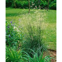 Kategorie <b>Produkt nicht gewünscht </b> - Helictotrichon sempervirens 'Pendula'