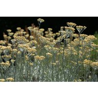 Kategorie <b>Produkt nicht gewünscht </b> - Helichrysum italicum