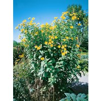 Stauden - Helianthus tuberosus