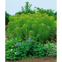 Stauden - Helianthus salicifolius