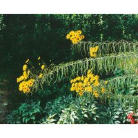 Stauden - Helianthus orgyalis