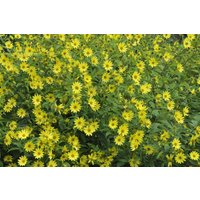 Stauden - Helianthus microcephalus