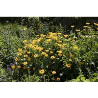 Stauden - Helianthus decapetalus 'Meteor'