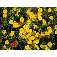 Kategorie <b>Stauden </b> - Helianthemum x cult., gelb