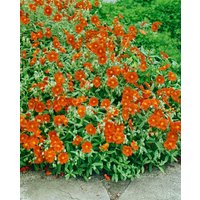 Kategorie <b>Stauden </b> - Helianthemum x cult.'Watergate Orange'