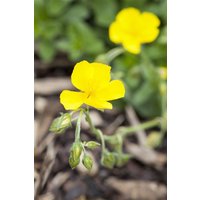 Kategorie <b>Stauden </b> - Helianthemum x cult.'Sterntaler'