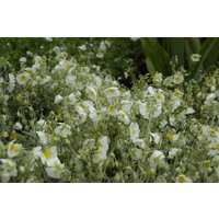 Kategorie <b>Stauden </b> - Helianthemum x cult.'Snow Queen'