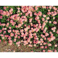Kategorie <b>Stauden </b> - Helianthemum x cult.'Lawrensons Pink'