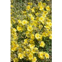 Kategorie <b>Stauden </b> - Helianthemum x cult.'Cornish Cream'