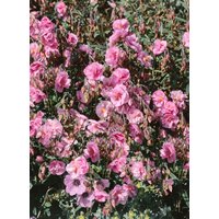 Kategorie <b>Stauden </b> - Helianthemum x cult.'Cerise Queen'