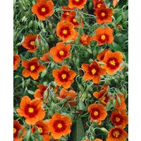 Kategorie <b>Stauden </b> - Helianthemum x cult.'Bronzeteppich'