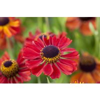 Kategorie <b>Produkt nicht gewünscht </b> - Helenium x cult.'Kupferzwerg'