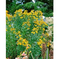 Kategorie <b>Produkt nicht gewünscht </b> - Helenium x cult.'Königstiger'