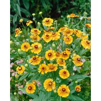 Kategorie <b>Stauden </b> - Helenium x cult.'Goldrausch'