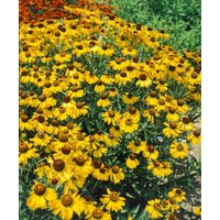 Kategorie <b>Produkt nicht gewünscht </b> - Helenium bigelovii 'The Bishop'