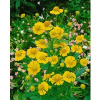 Kategorie <b>Stauden </b> - Helenium autumnale 'Pumilum Magnificum'