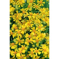Kategorie <b>Stauden </b> - Helenium amarum 'Dakota Gold'