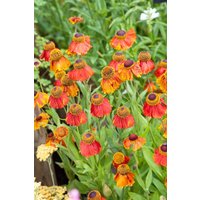 Kategorie <b>Produkt nicht gewünscht </b> - Helen.x cult.'Sahin's Early Flowerer' -R-