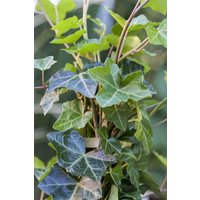 Kategorie <b>Bodendecker </b> - Hedera helix hibernica