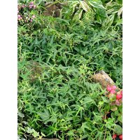 Bodendecker - Hedera helix Heron