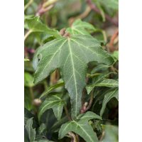 Kletterpflanzen - Hedera helix 'Green Ripple'