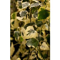 Kategorie <b>Kletterpflanzen </b> - Hedera colchica 'Dentata Variegata'