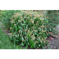 Kategorie <b>Kletterpflanzen </b> - Hedera colchica