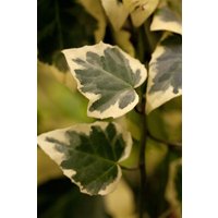 Kategorie <b>Kletterpflanzen </b> - Hedera algeriensis 'Gloire de Marengo'