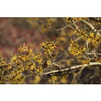 Kategorie <b>Blütensträucher und Ziergehölze </b> - Hamamelis intermedia 'Westerstede'