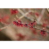 Kategorie <b>Blütensträucher und Ziergehölze </b> - Hamamelis intermedia 'Ruby Glow'
