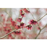 Kategorie <b>Blütensträucher und Ziergehölze </b> - Hamamelis intermedia 'Rubin'