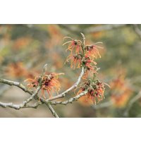 Kategorie <b>Laubbäume </b> - Hamamelis intermedia 'Jelena'