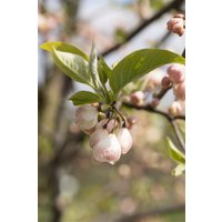 Kategorie <b>Blütensträucher und Ziergehölze </b> - Halesia carolina