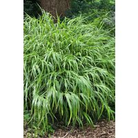 Kategorie <b>Produkt nicht gewünscht </b> - Hakonechloa macra 'Greenhills'