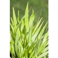 Kategorie <b>Produkt nicht gewünscht </b> - Hakonechloa macra 'All Gold'