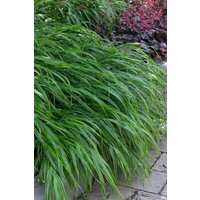 Kategorie <b>Produkt nicht gewünscht </b> - Hakonechloa macra 'Albostriata'
