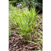 Kategorie <b>Produkt nicht gewünscht </b> - Hakonechloa macra