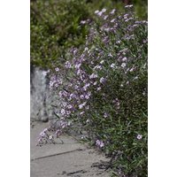 Kategorie <b>Stauden </b> - Gypsophila repens 'Rosea'