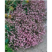 Kategorie <b>Stauden </b> - Gypsophila repens 'Rosa Schönheit'