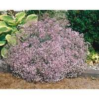 Kategorie <b>Stauden </b> - Gypsophila repens