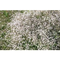 Kategorie <b>Produkt nicht gewünscht </b> - Gypsophila paniculata 'Schneeflocke'