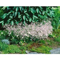Kategorie <b>Produkt nicht gewünscht </b> - Gypsophila paniculata 'Flamingo'