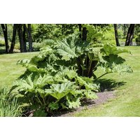 Kategorie <b>Produkt nicht gewünscht </b> - Gunnera manicata