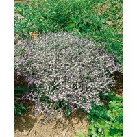 Kategorie <b>Produkt nicht gewünscht </b> - Goniolimon tataricum